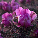 cholla050
