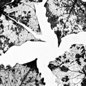 deadleaves1