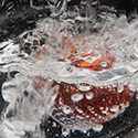fishbowlsq2