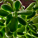 jade