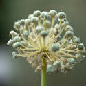 onionseedhead