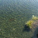 ripple1