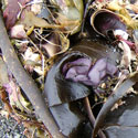 seaweed