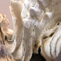 shell7