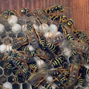 wasps_box58